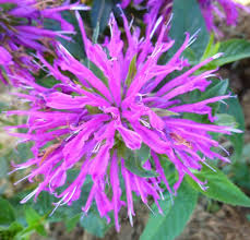 Monarda Lilac Bee Balm