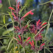 Giant Hyssop Seeds