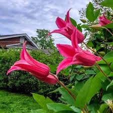 Princess Diana Clematis Seeds