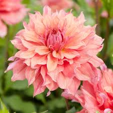 Dahlia Seeds (Dinnerplate) - Belle of Barmera