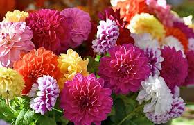 Dahlia Seeds - Plum Shades Mix