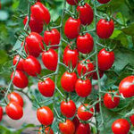 Red Grape Cherry Tomato Solanum lycopersicum seeds for urban garden planting