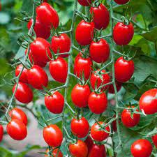 Red Grape Cherry Tomato Solanum lycopersicum seeds for urban garden planting