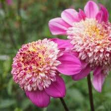 Dahlia Seeds - Anemone Mix