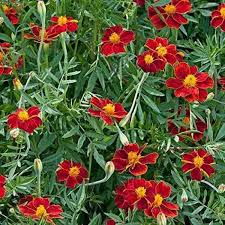 Linnaeus Burning Embers Marigold Seeds