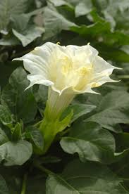 Datura Ballerina White Seeds