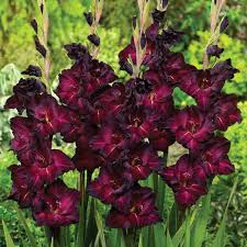 Gladiolus Flower Seeds - Espresso