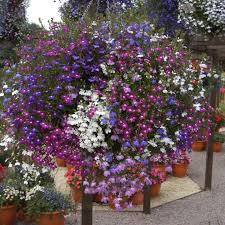 Regatta Mixture Lobelia Seeds