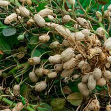 Peanut Plant Seeds for Garden Planting - NON GMO Seeds Dhara Seeds
