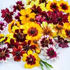 Coreopsis Seeds - Incredible Dwarf Mix