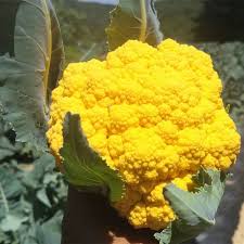 Flame Star Hybrid Cauliflower Seeds