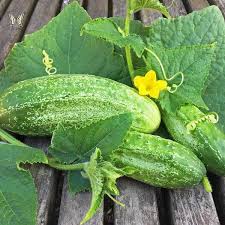 Cucumber Seeds (Pickling) - Boston Pickling