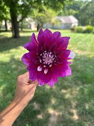 Dahlia Seeds - Vintage Violet Mix