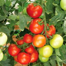 Tomato Seeds - Moneymaker