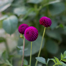 Dahlia Seeds - Rocco