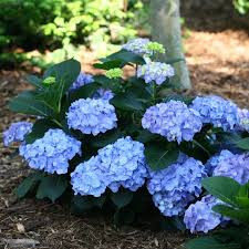 Hydrangea Blue Jangles Bigleaf Hydrangea