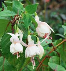 Fuchsia Annabel Seeds