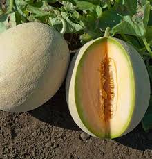 Sarah's Choice Melon Seed