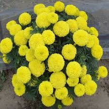 Gold Hybrid Marigold Seeds