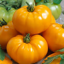 Tomato Seeds - Chef's Choice Orange F1