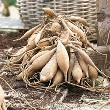 Dahlia Seeds - Tender Mix