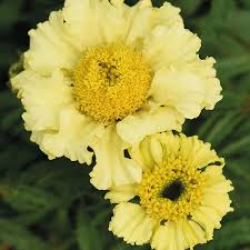 Daisy Wheel Lemon Marigold Seeds