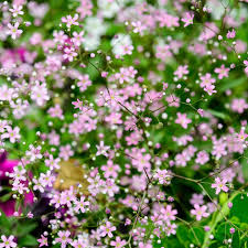 Babys Breath Seeds (Annual) - Pink