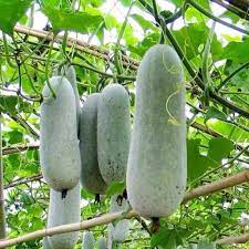 Wax (Ash) Gourd Seeds for Planting