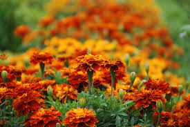 Sparky Mix Marigold Seeds