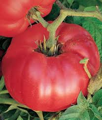 Tomato Seeds - German Johnson