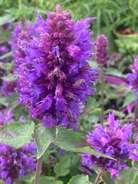 Blue Boa Hummingbird Mint Seeds