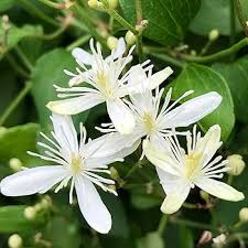 Clematis Sweet Autumn Seeds