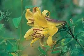Yellow Trumpet Lilies (Aurelian Hybrids) Flower Seeds for Planting - Heirloom and Non-GMO Garden Seeds Dhara Seeds
