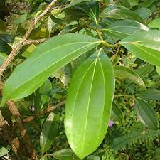 Green Bay Leaf Plant Seeds for Planting-Culinary Herb Gardens and Spices – Fresh Herb for Your Garden