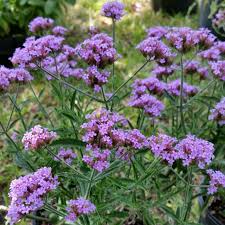 Lollipop Verbena