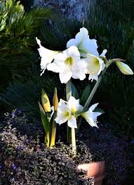 Amaryllis Seeds - White Nymph