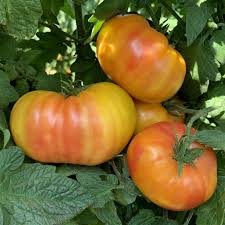 Tomato Seeds - Hillbilly (Potato Leaf)