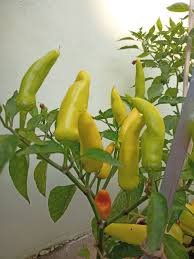 Hot Pepper Seeds - Hungarian Yellow Hot Wax