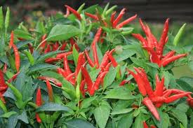 Hot Pepper Seeds - Thai Super Chili F1