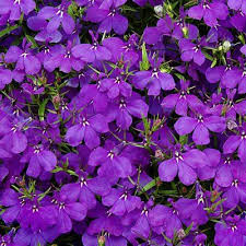 Crystal Palace Lobelia Seeds