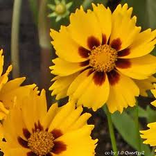 Coreopsis Seeds - Sterntaler