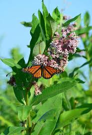 Milkweed - Common Seeds