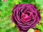 Biosnyg Purple Rose Rosa Rugosa Thunb Heirloom Non-GMO Plant Seeds for Garden and Planting Dhara Seeds