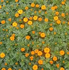 Pumpkin Crush Marigold Seeds