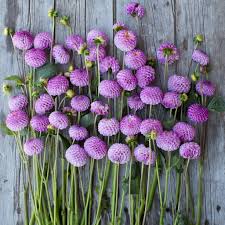 Dahlia Seeds (Pompon) - Frank Holmes