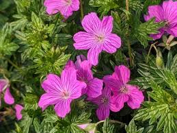 Geranium Blushing Turtle