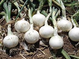 Onion Seeds (Short Day) - White Grano