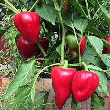 Sweet Pepper Seeds - Pimento