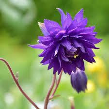 Columbine Seeds - Barlow Mix