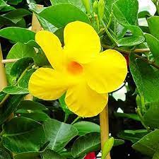 Heirloom Yellow Mandevilla Sanderi Flower Seeds for Planting - GMO Frees, Ideal for Home Garden Dhara Seeds
